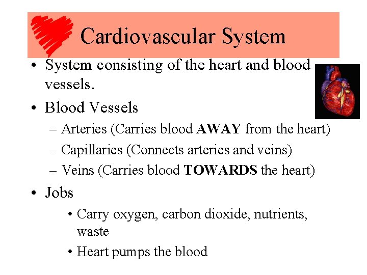 Cardiovascular System • System consisting of the heart and blood vessels. • Blood Vessels