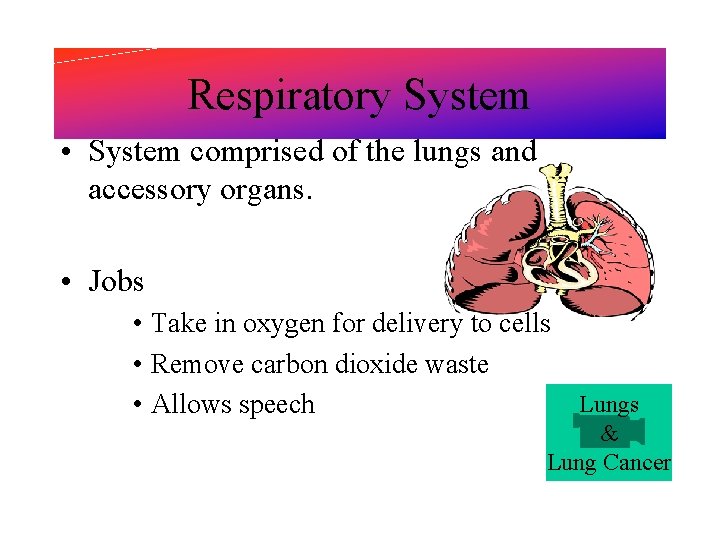 Respiratory System • System comprised of the lungs and accessory organs. • Jobs •