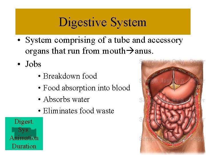 Digestive System • System comprising of a tube and accessory organs that run from