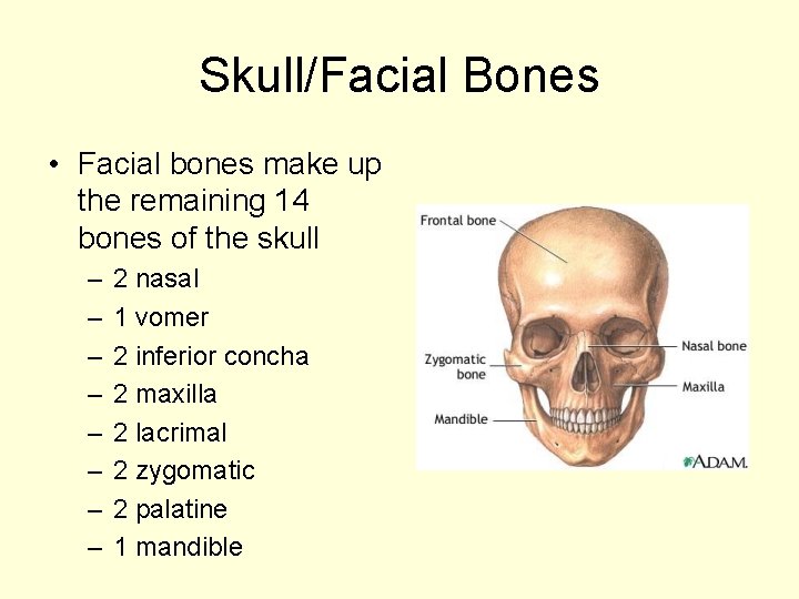 Skull/Facial Bones • Facial bones make up the remaining 14 bones of the skull