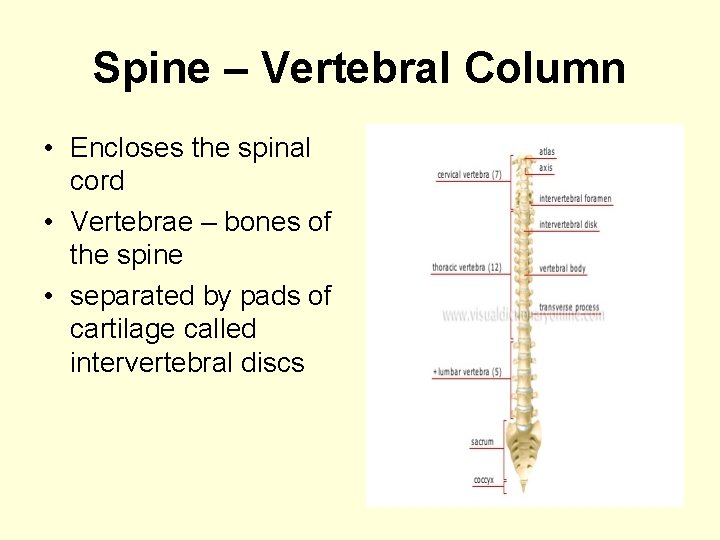 Spine – Vertebral Column • Encloses the spinal cord • Vertebrae – bones of
