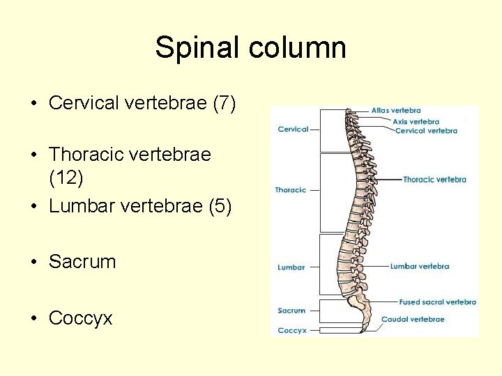 Spinal column • Cervical vertebrae (7) • Thoracic vertebrae (12) • Lumbar vertebrae (5)