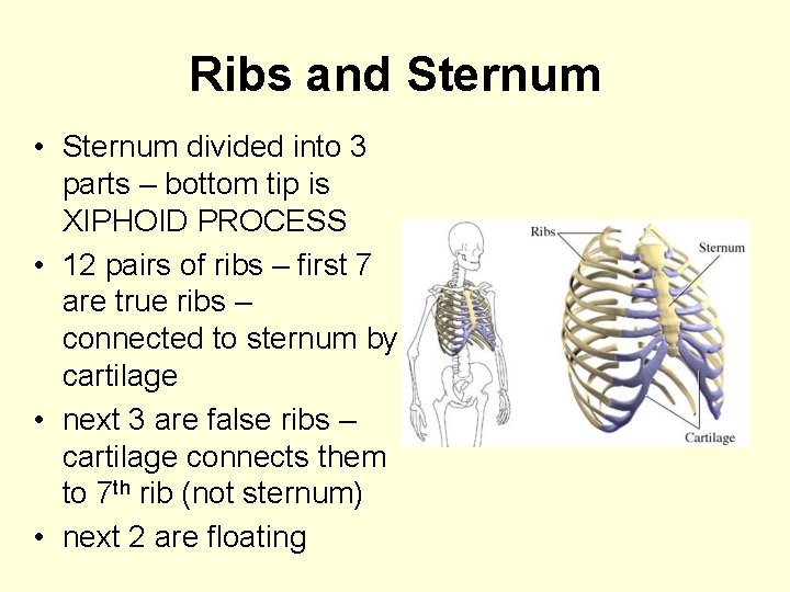 Ribs and Sternum • Sternum divided into 3 parts – bottom tip is XIPHOID