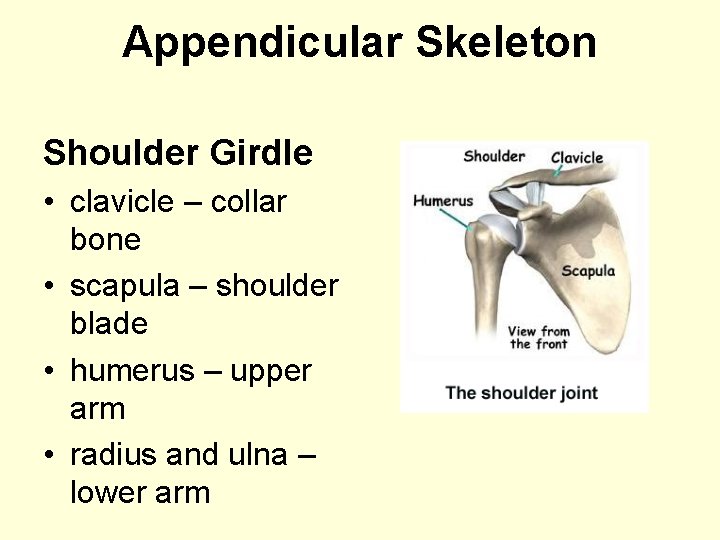Appendicular Skeleton Shoulder Girdle • clavicle – collar bone • scapula – shoulder blade