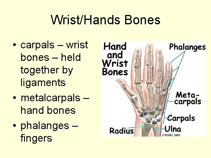 Wrist/Hands Bones • carpals – wrist bones – held together by ligaments • metalcarpals