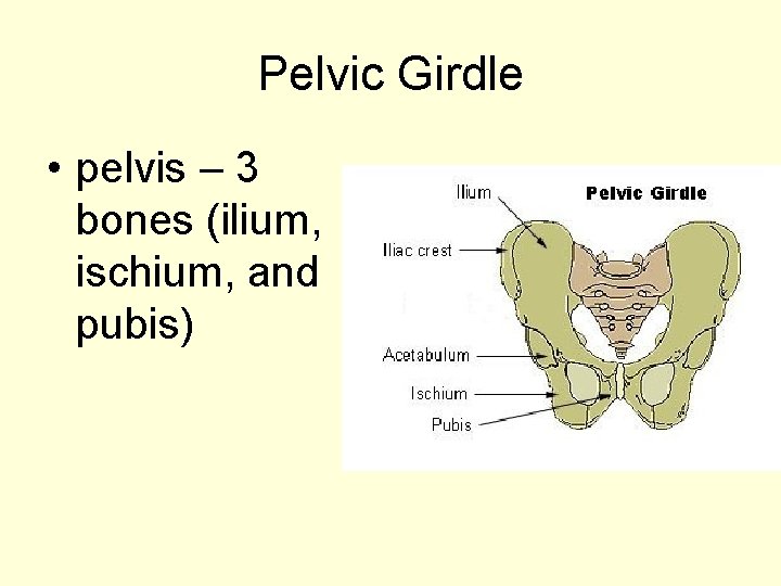 Pelvic Girdle • pelvis – 3 bones (ilium, ischium, and pubis) 
