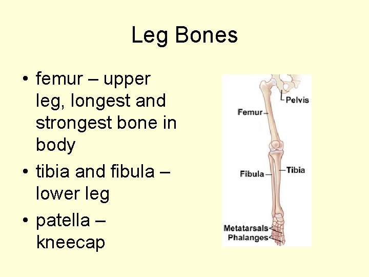 Leg Bones • femur – upper leg, longest and strongest bone in body •