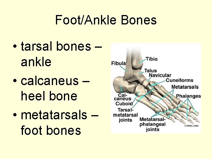 Foot/Ankle Bones • tarsal bones – ankle • calcaneus – heel bone • metatarsals