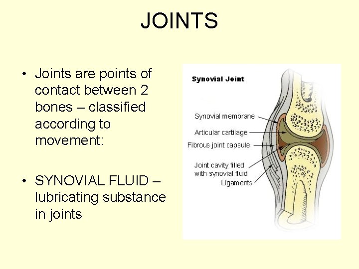 JOINTS • Joints are points of contact between 2 bones – classified according to