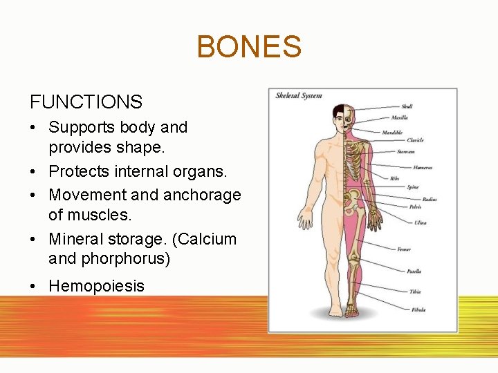 BONES FUNCTIONS • Supports body and provides shape. • Protects internal organs. • Movement