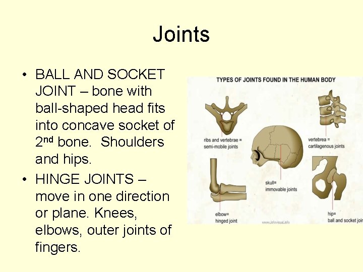 Joints • BALL AND SOCKET JOINT – bone with ball-shaped head fits into concave