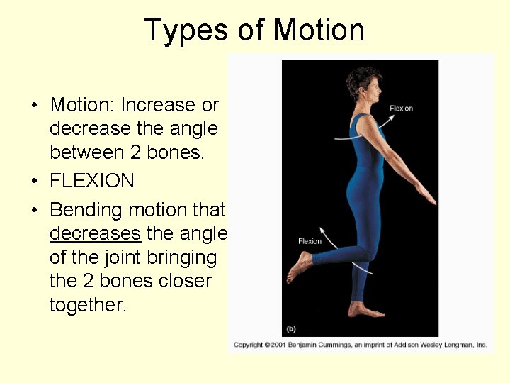 Types of Motion • Motion: Increase or decrease the angle between 2 bones. •