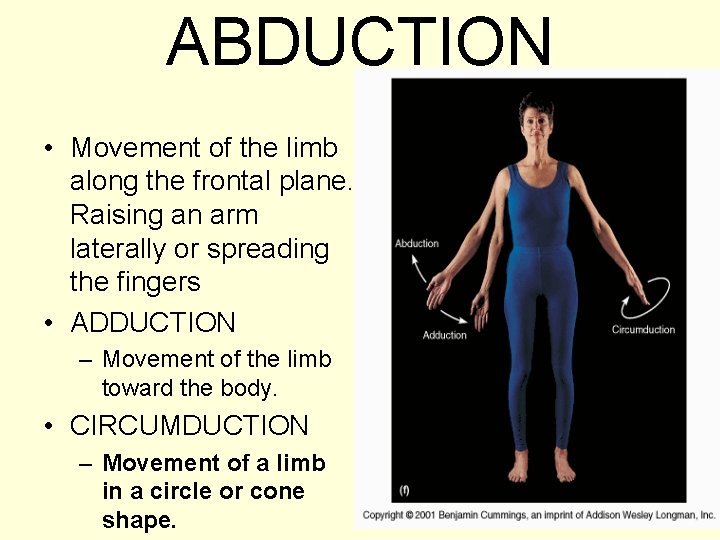 ABDUCTION • Movement of the limb along the frontal plane. Raising an arm laterally
