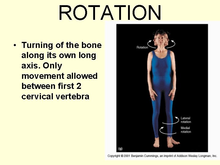 ROTATION • Turning of the bone along its own long axis. Only movement allowed