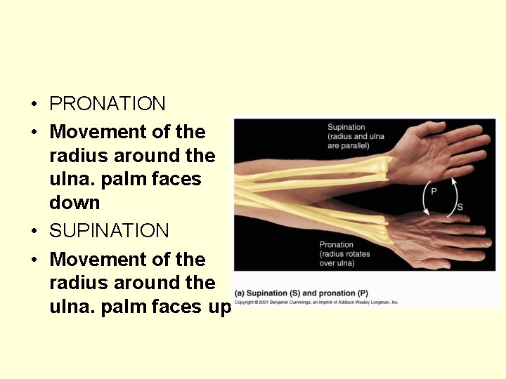  • PRONATION • Movement of the radius around the ulna. palm faces down
