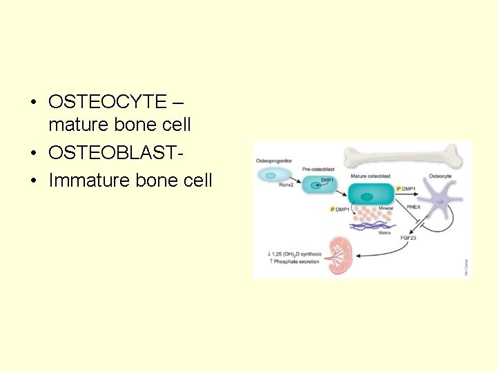  • OSTEOCYTE – mature bone cell • OSTEOBLAST • Immature bone cell 