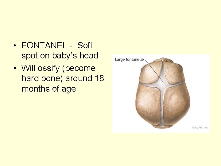  • FONTANEL - Soft spot on baby’s head • Will ossify (become hard