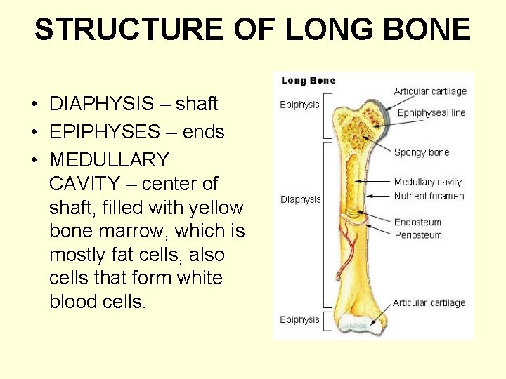 STRUCTURE OF LONG BONE • DIAPHYSIS – shaft • EPIPHYSES – ends • MEDULLARY