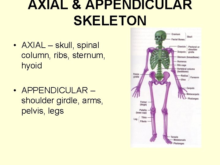 AXIAL & APPENDICULAR SKELETON • AXIAL – skull, spinal column, ribs, sternum, hyoid •