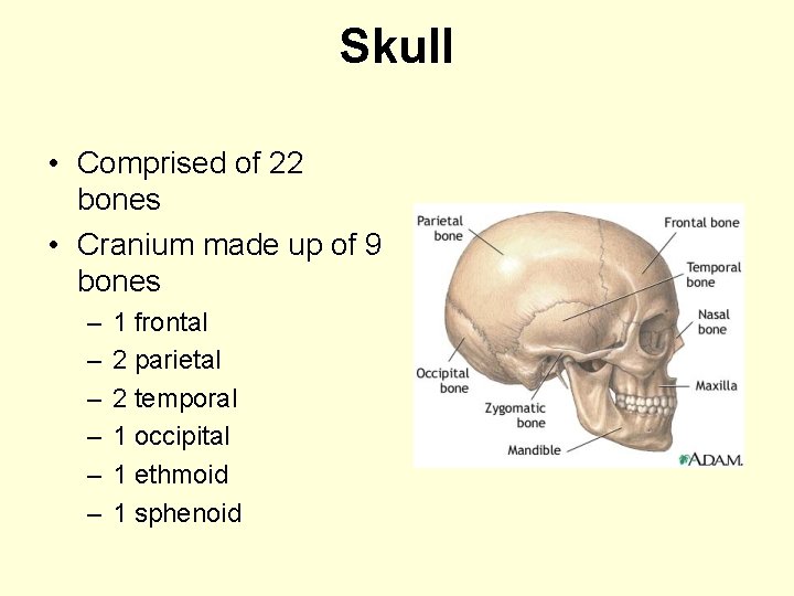 Skull • Comprised of 22 bones • Cranium made up of 9 bones –