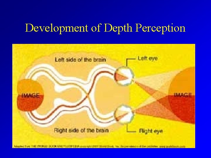 Development of Depth Perception 