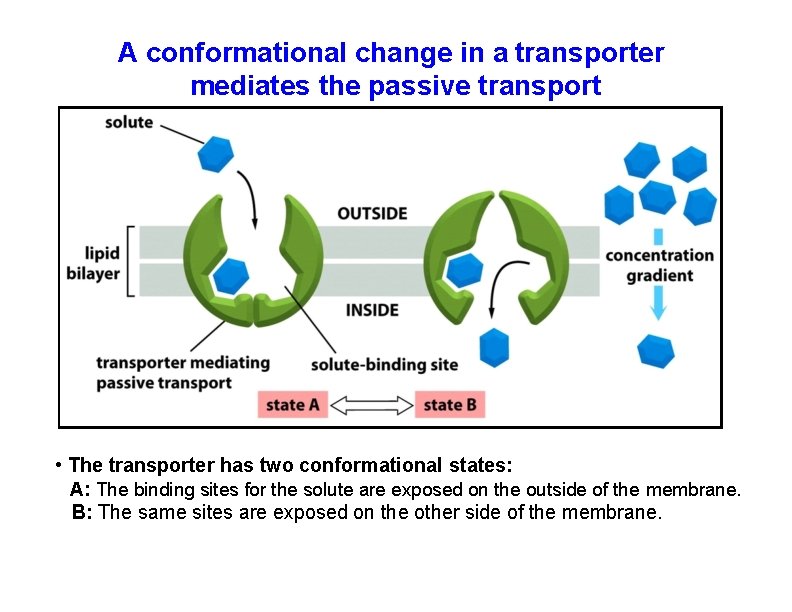 A conformational change in a transporter mediates the passive transport • The transporter has