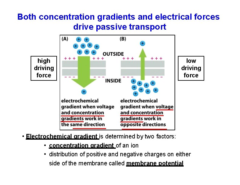 Both concentration gradients and electrical forces drive passive transport high driving force low driving