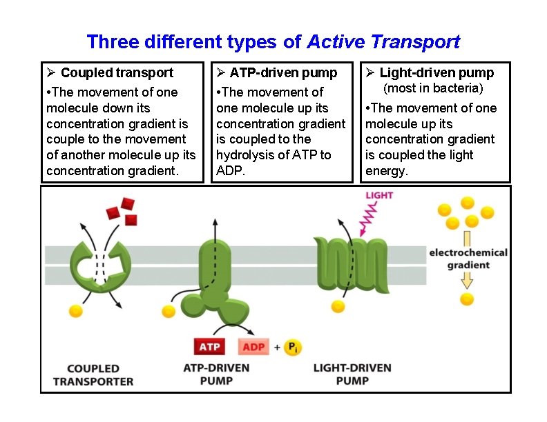 Three different types of Active Transport Coupled transport • The movement of one molecule