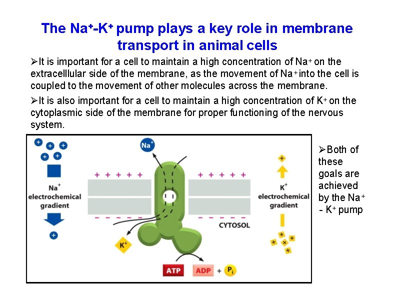 The Na+-K+ pump plays a key role in membrane transport in animal cells It
