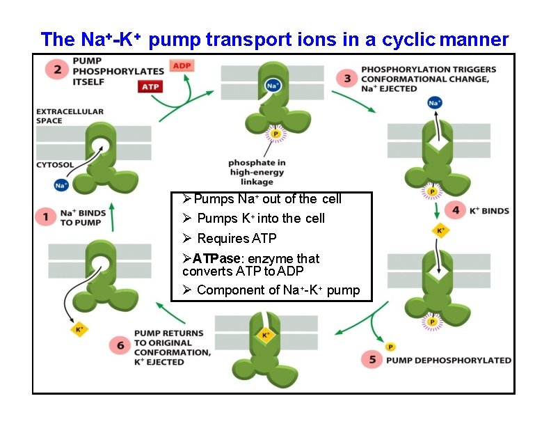 The Na+-K+ pump transport ions in a cyclic manner Pumps Na+ out of the