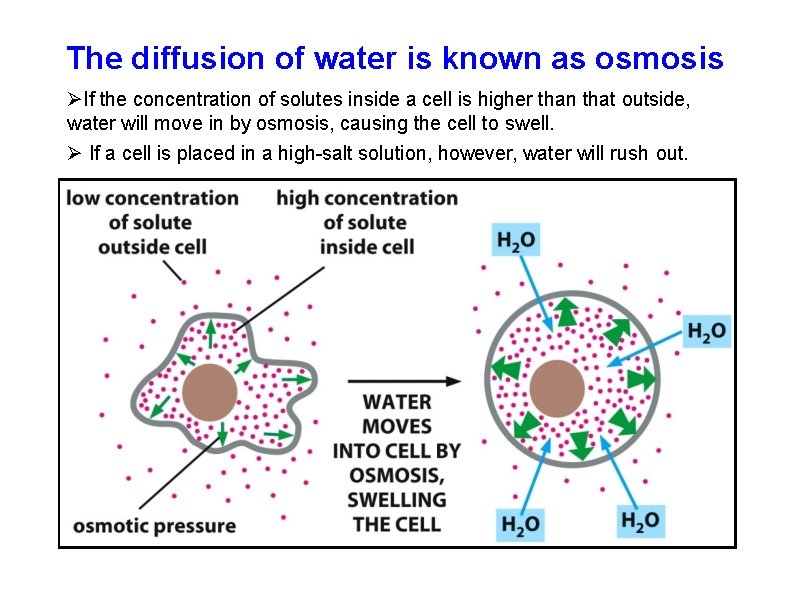The diffusion of water is known as osmosis If the concentration of solutes inside