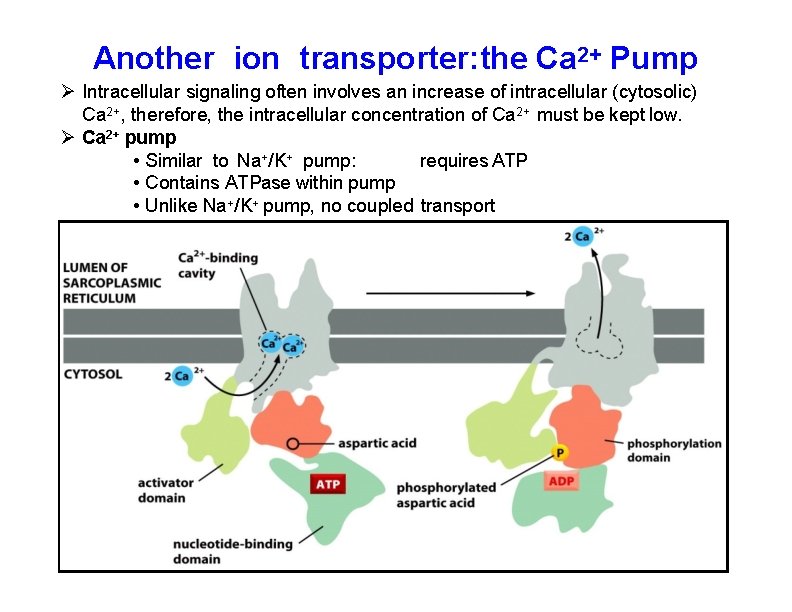 Another ion transporter: the Ca 2+ Pump Intracellular signaling often involves an increase of