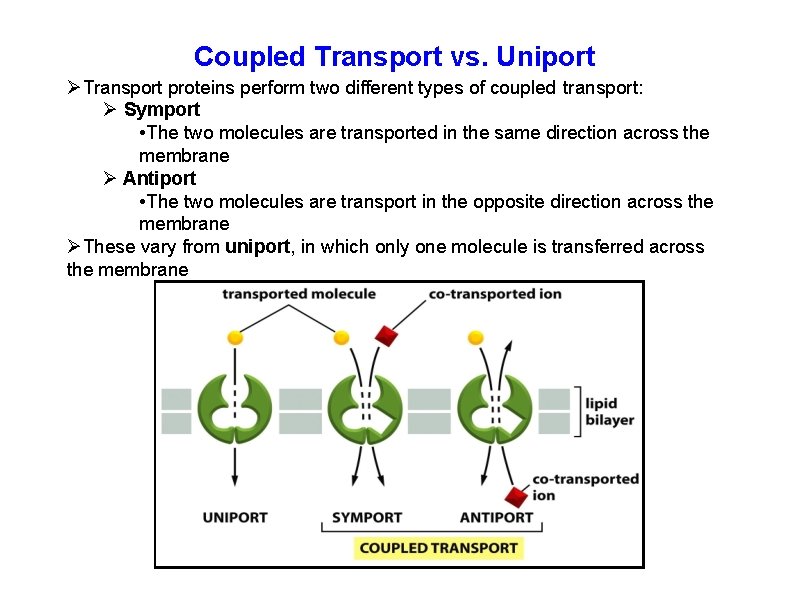 Coupled Transport vs. Uniport Transport proteins perform two different types of coupled transport: Symport