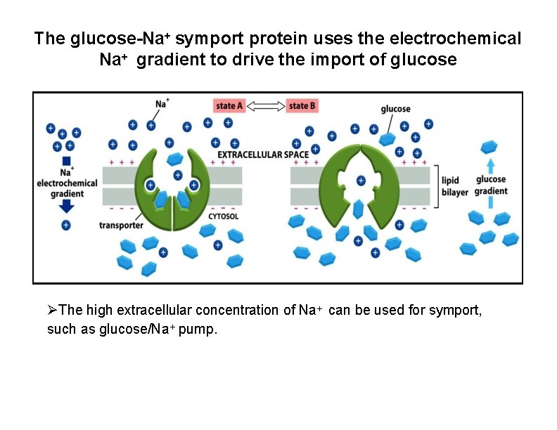 The glucose-Na+ symport protein uses the electrochemical Na+ gradient to drive the import of