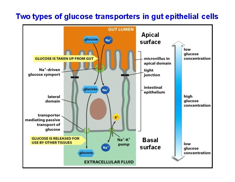 Two types of glucose transporters in gut epithelial cells Apical surface Basal surface 