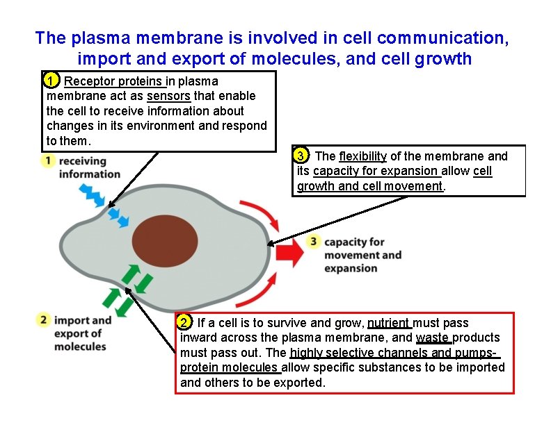 The plasma membrane is involved in cell communication, import and export of molecules, and