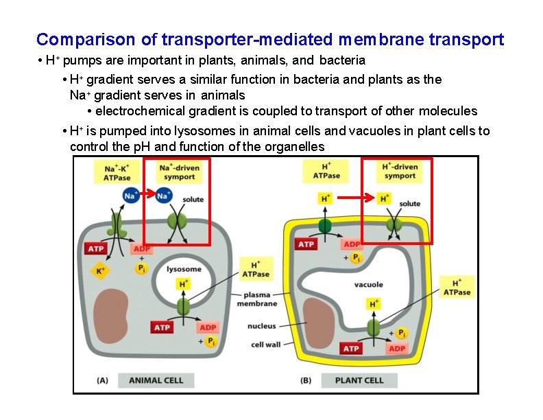Comparison of transporter-mediated membrane transport • H+ pumps are important in plants, animals, and