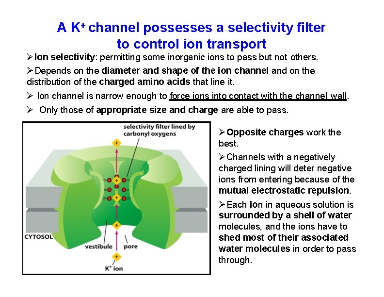 A K+ channel possesses a selectivity filter to control ion transport Ion selectivity: permitting