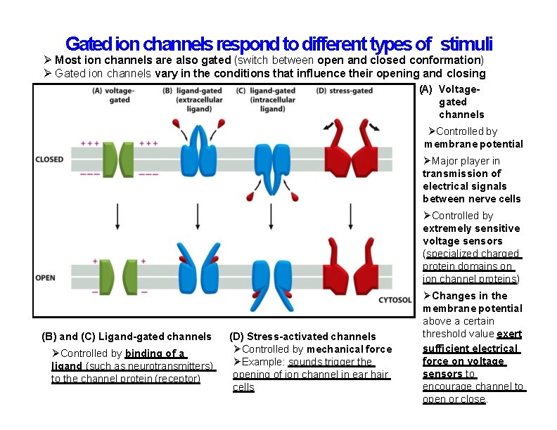 Gated ion channels respond to different types of stimuli Most ion channels are also