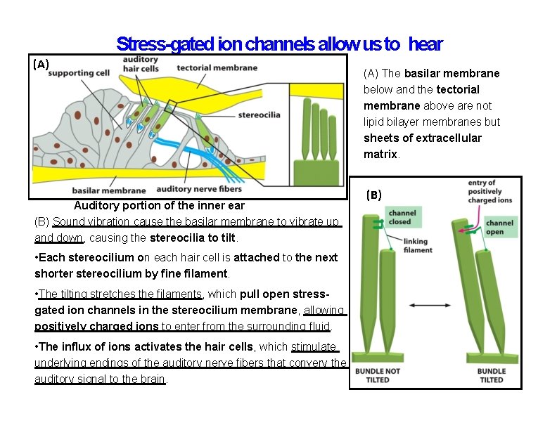 Stress-gated ion channels allow us to hear (A) Auditory portion of the inner ear