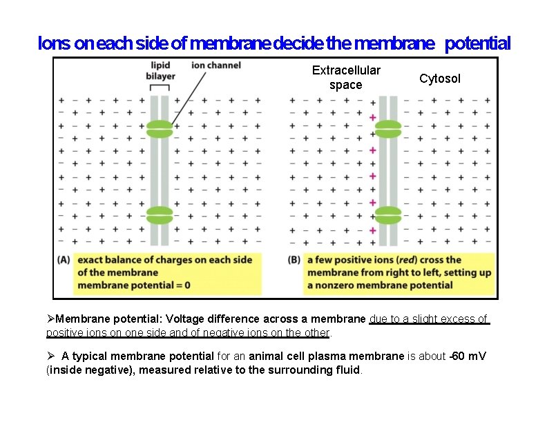 Ions on each side of membrane decide the membrane potential Extracellular space Cytosol Membrane