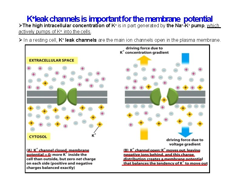 K+leak channels is important for the membrane potential The high intracellular concentration of K+