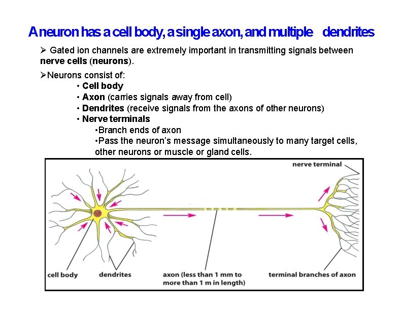 Aneuron has a cell body, a single axon, and multiple dendrites Gated ion channels