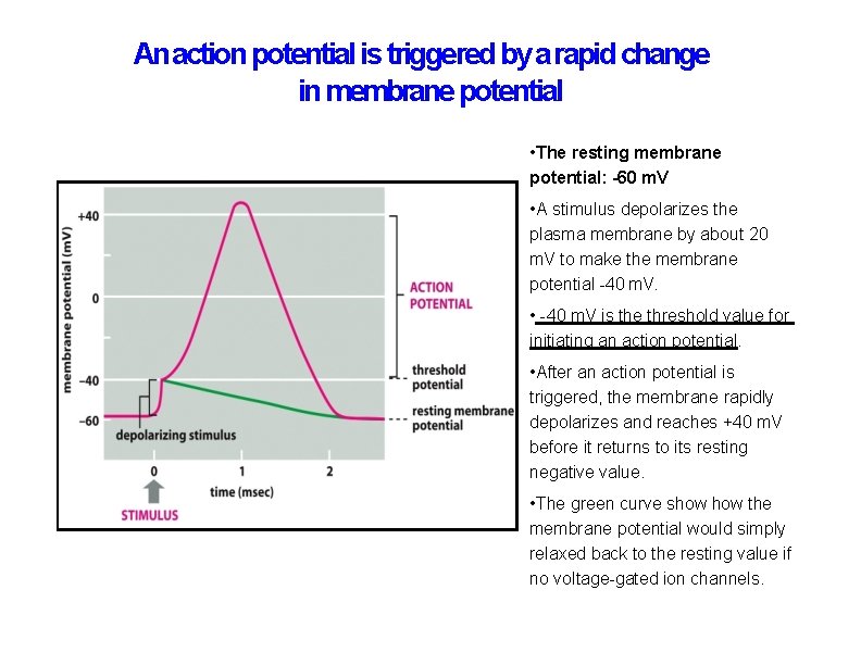 An action potential is triggered by a rapid change in membrane potential • The