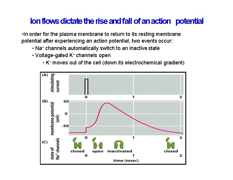 Ion flows dictate the rise and fall of an action potential • In order