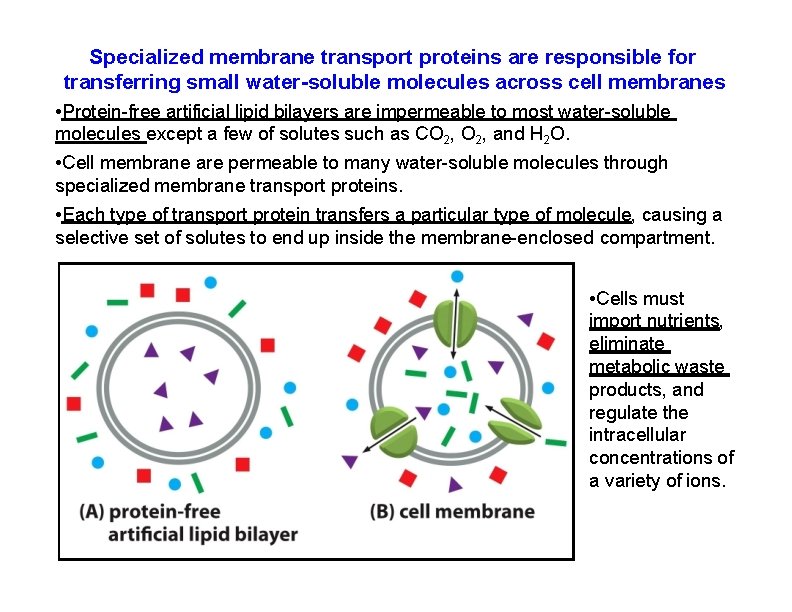 Specialized membrane transport proteins are responsible for transferring small water-soluble molecules across cell membranes