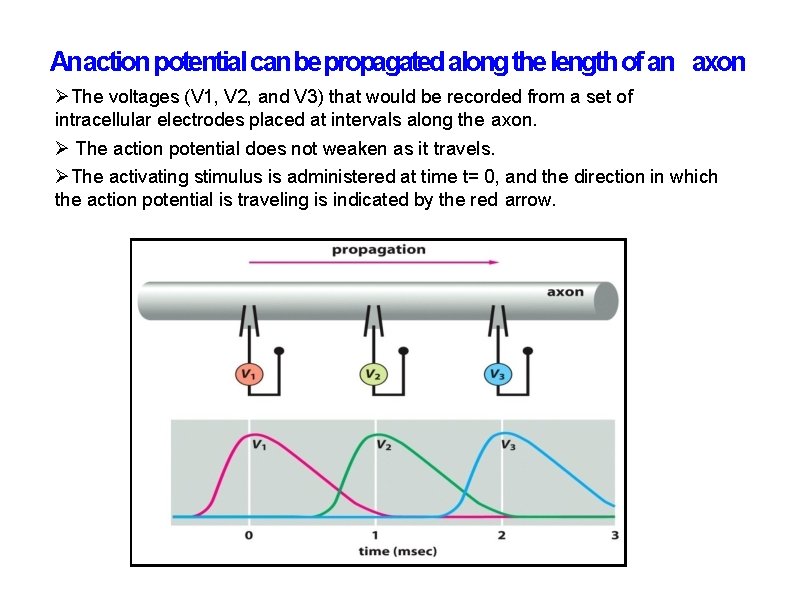 An action potential can be propagated along the length of an axon The voltages