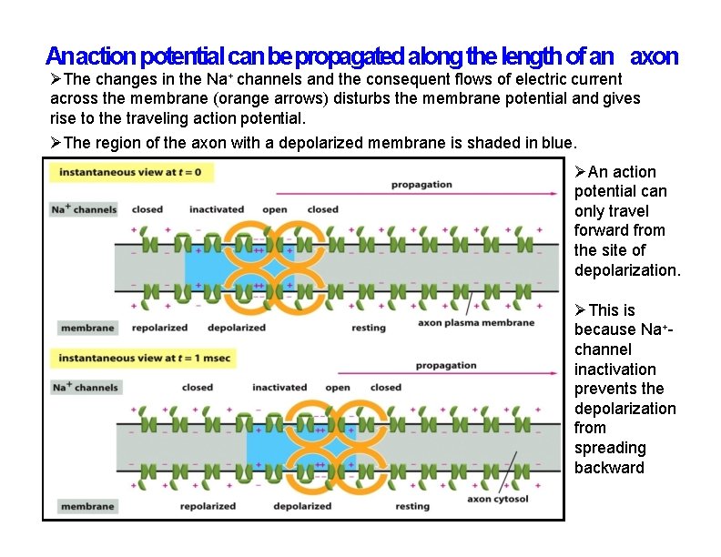 An action potential can be propagated along the length of an axon The changes