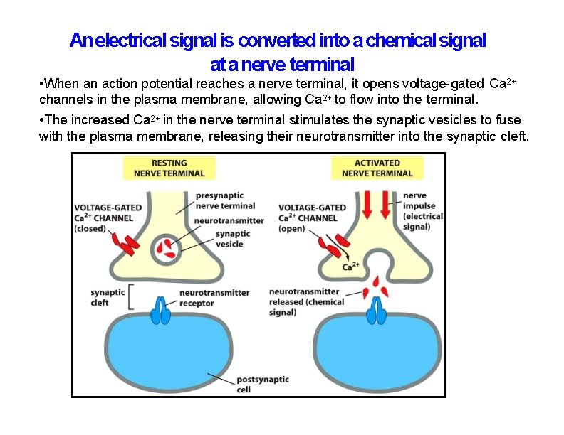 An electrical signal is converted into a chemical signal at a nerve terminal •