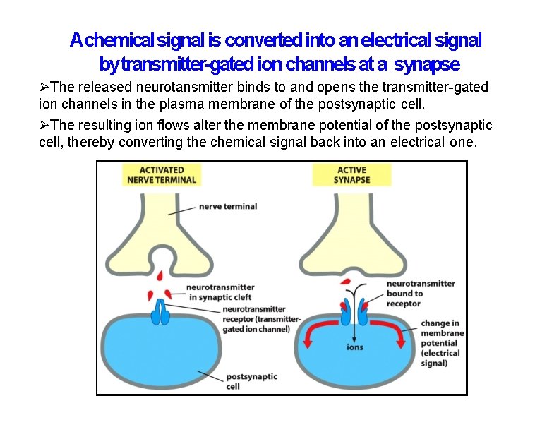 Achemical signal is converted into an electrical signal by transmitter-gated ion channels at a